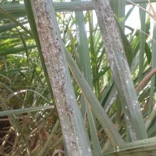 Sugarcane White fly